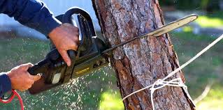 Best Tree Removal  in Dodgeville, WI