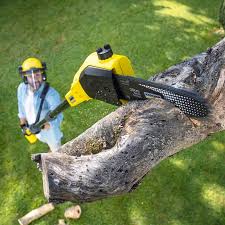 Best Tree Maintenance Programs  in Dodgeville, WI