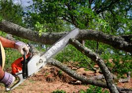 Best Tree Preservation Services  in Dodgeville, WI