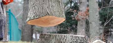 Best Storm Damage Tree Cleanup  in Dodgeville, WI