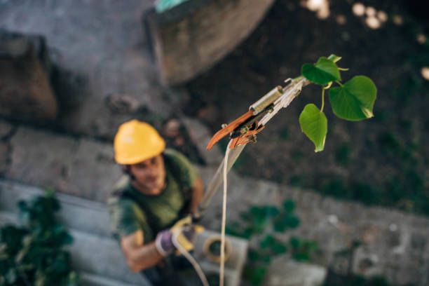 Best Fruit Tree Pruning  in Dodgeville, WI