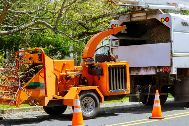 Best Tree Trimming and Pruning  in Dodgeville, WI