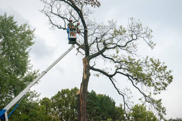 Best Tree Health Inspection  in Dodgeville, WI