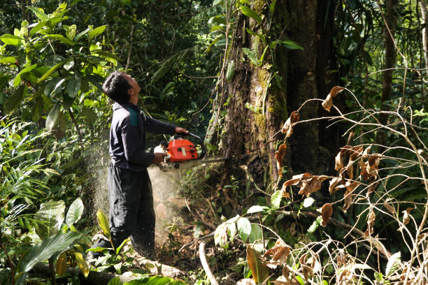 Best Hazardous Tree Removal  in Dodgeville, WI