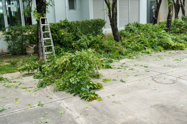 Best Stump Grinding and Removal  in Dodgeville, WI