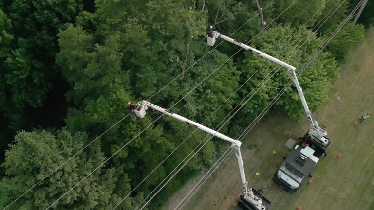 Best Arborist Consultation Services  in Dodgeville, WI