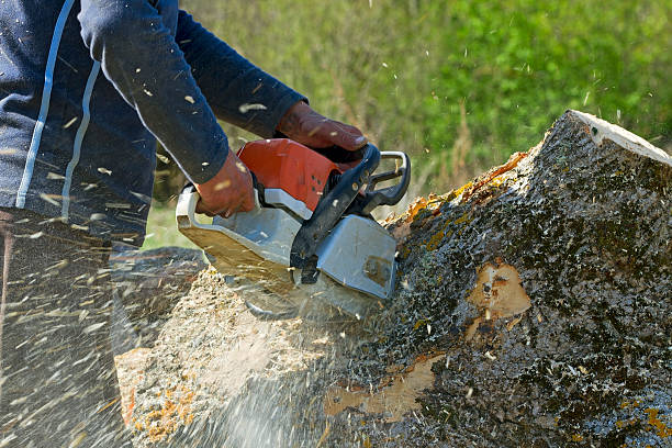 How Our Tree Care Process Works  in  Dodgeville, WI