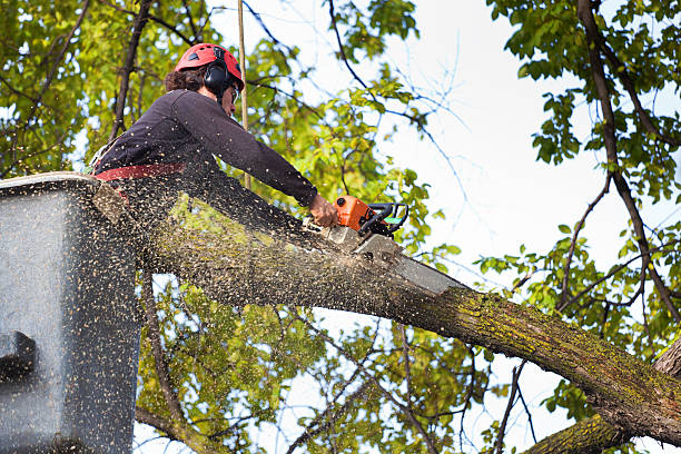 Best Lawn Drainage Solutions  in Dodgeville, WI